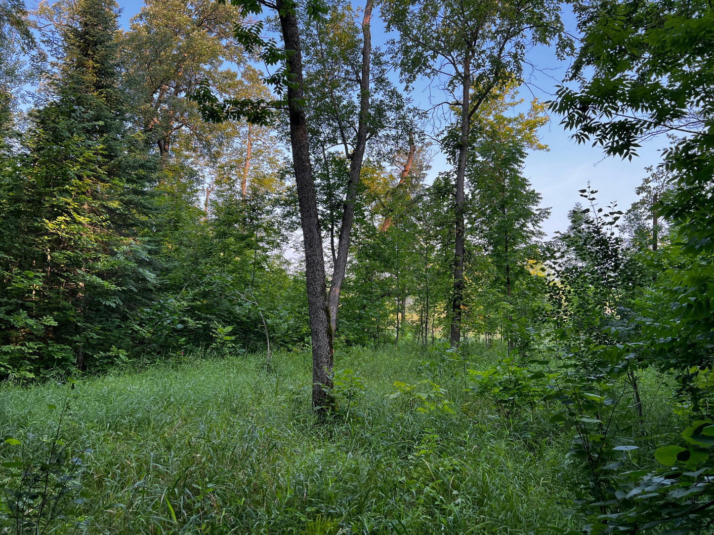 TBD Lot 10 300th Avenue, Island Lake Twp, MN 56651