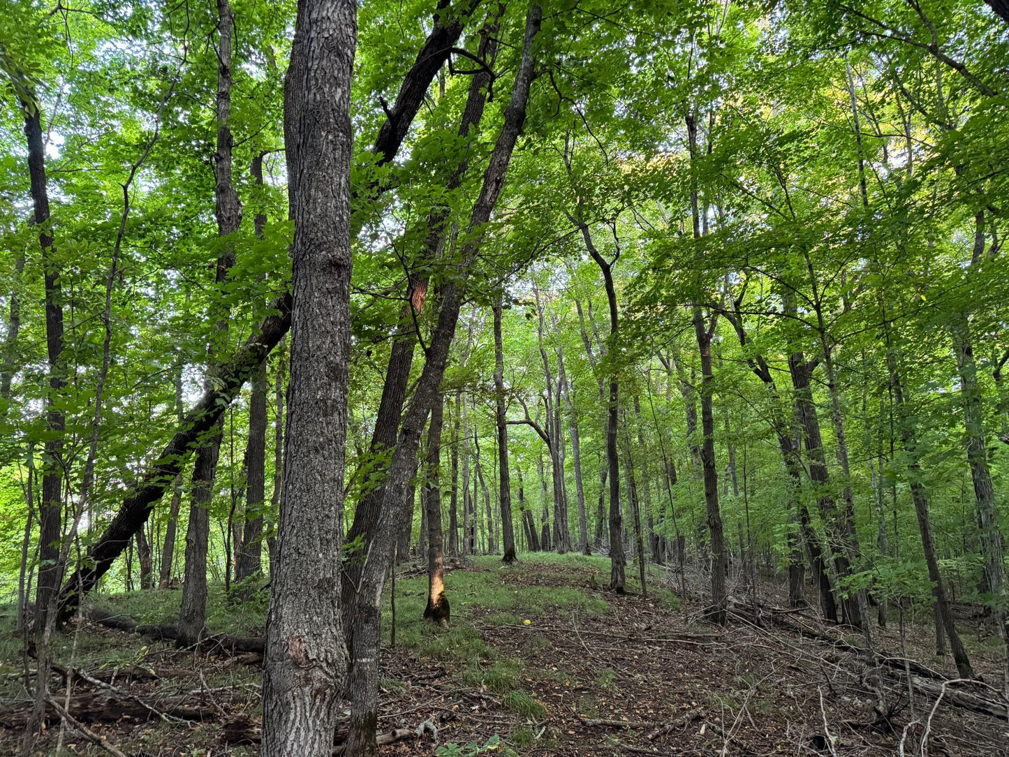 (LOT A) TBD Rock Lake Road, Rochert, MN 56578