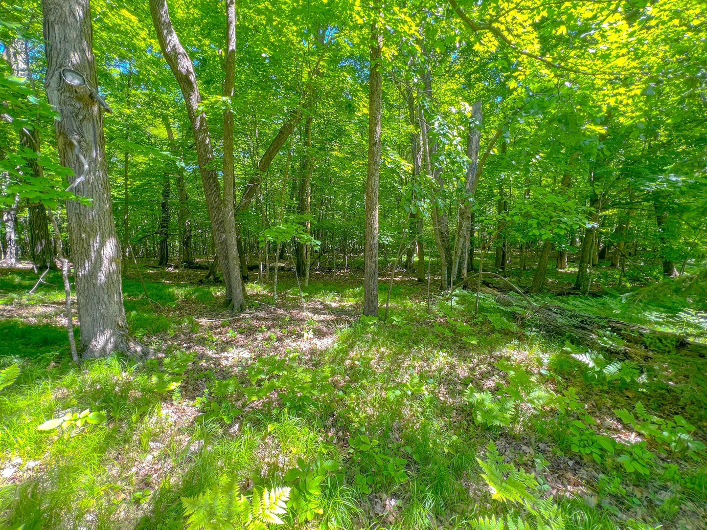 TBD Tract A Damsgaard Road, Bay Lake Twp, MN 56444