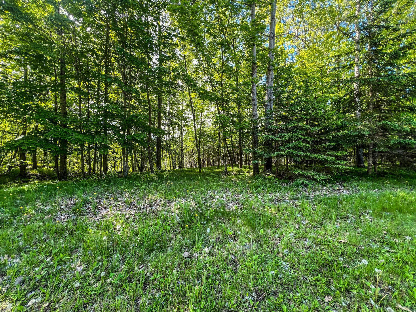 TBD Tract D Damsgaard Road, Bay Lake Twp, MN 56444