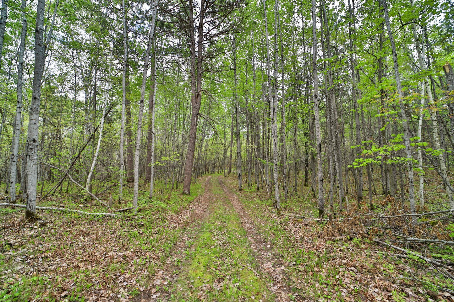 TBD Wildlife Trail, Pequot Lakes, MN 56472