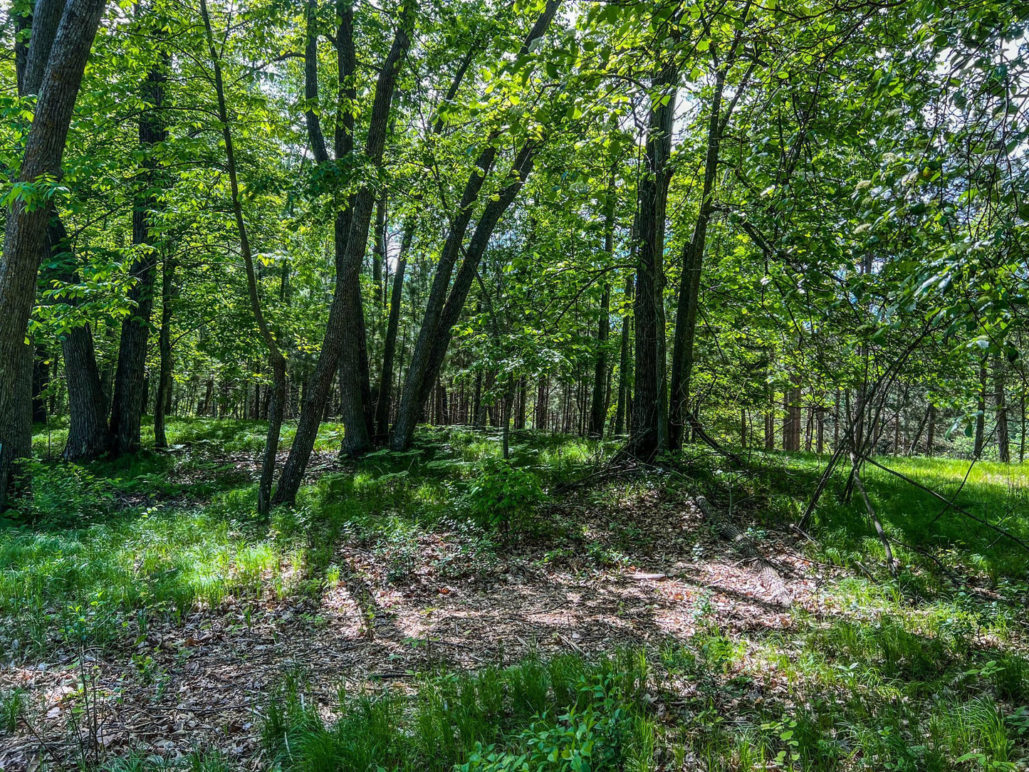 TBD Tract D Damsgaard Road, Bay Lake Twp, MN 56444