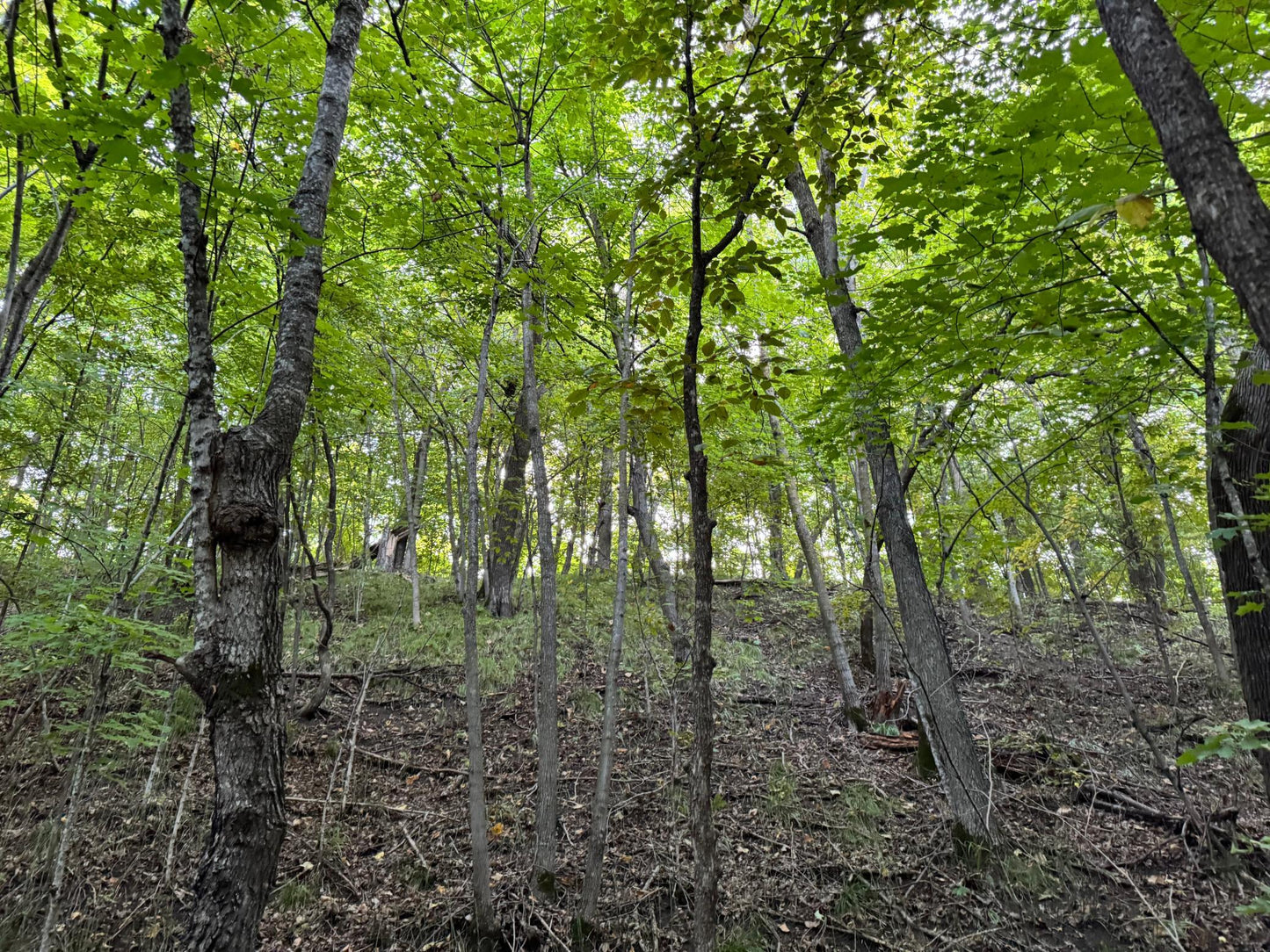 (LOT B) TBD Rock Lake Road, Rochert, MN 56578